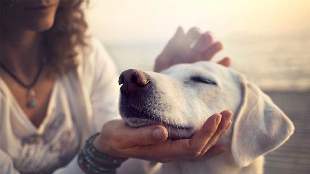 pet care